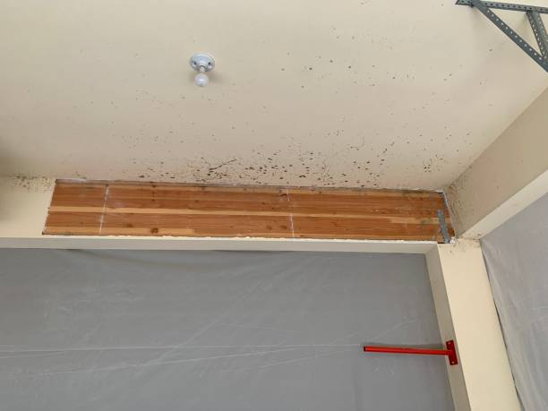 Best Real Estate Mold Inspection  in Millbrook, NY
